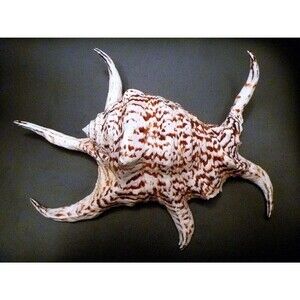 ToySpider Conch figure 5" - 8" chiragra lambis ocean beach theme decor nautical